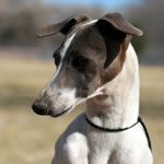 Marchwind's Blue DOg Democrat - Blue Irish Italian Greyhound